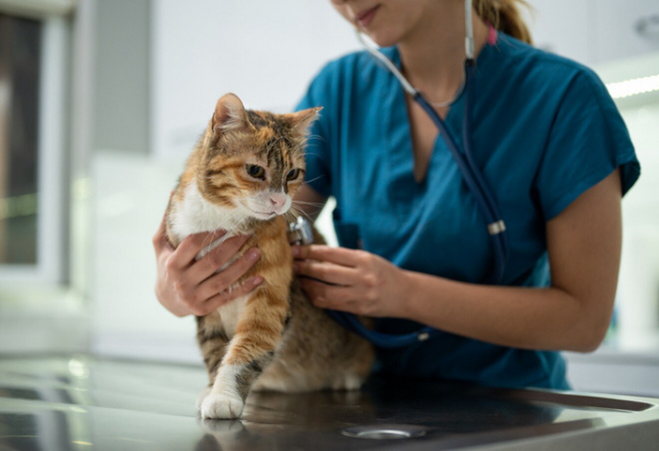 Medicina Veterinária