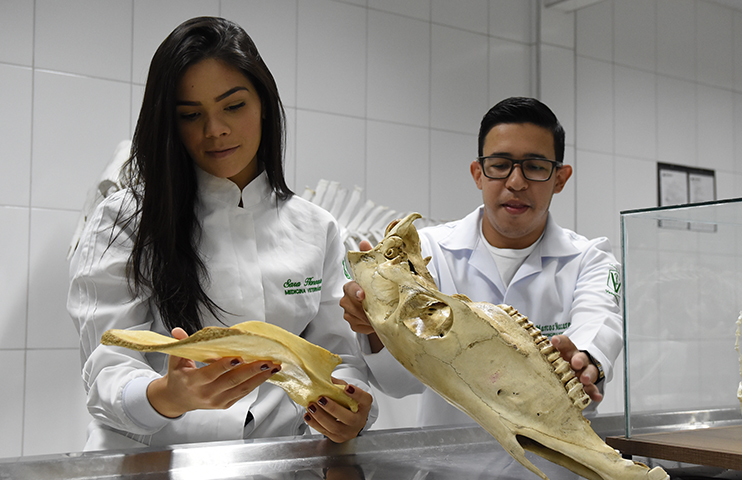 Med. Veterinária