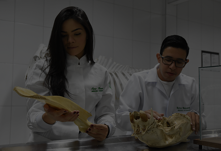 Medicina Veterinária