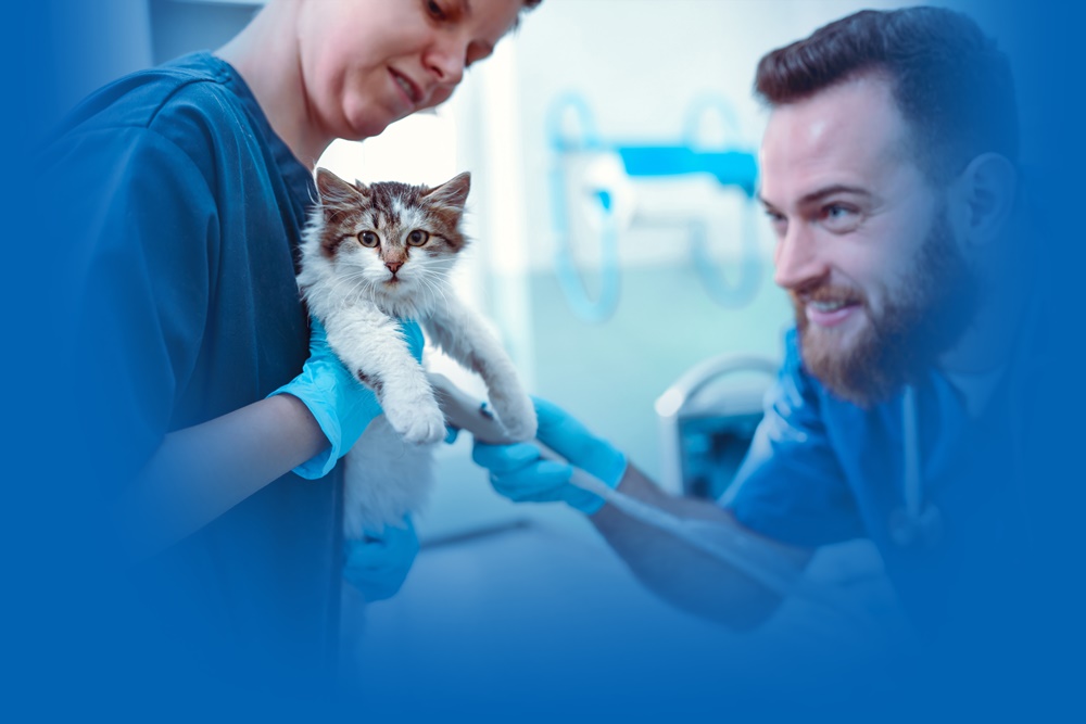 Principais casos de rotina na clínica de pequenos animais