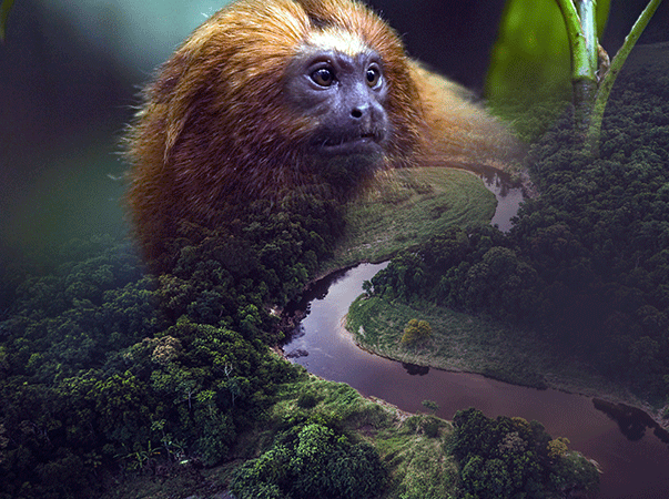 Preservação da natureza e dos animais é debatida neste 4 de outubro