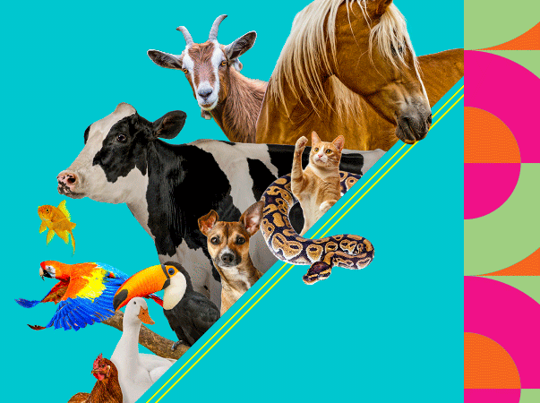 Unileão realiza o II Congresso Caririense de Medicina Veterinária em setembro