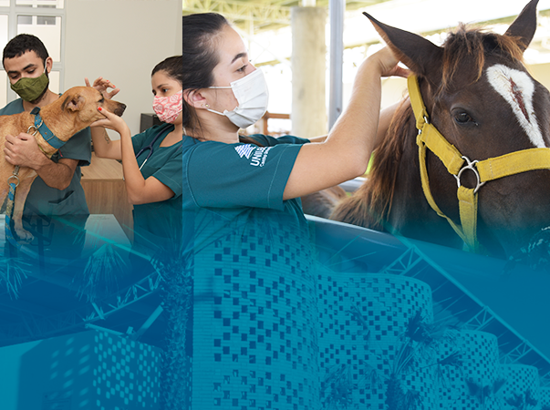 Hospital Veterinário da Unileão oferece serviços de qualidade com valores acessíveis à população do Cariri a partir do dia 19 de julho
