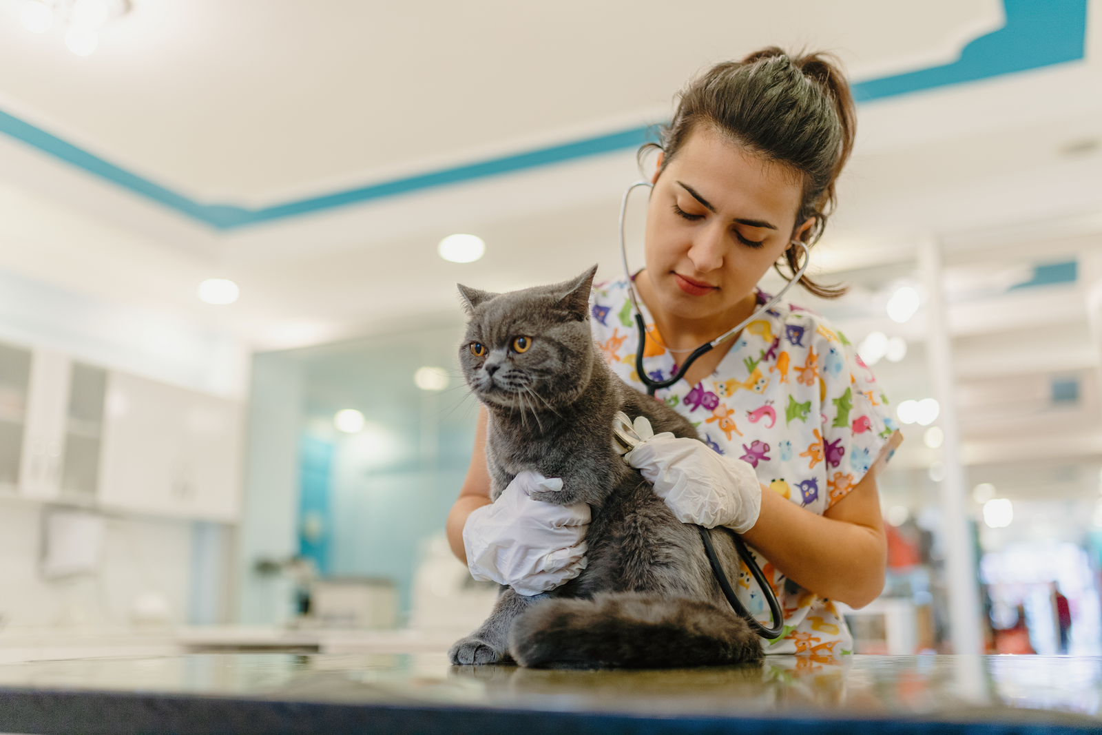na clínica de pequenos animais