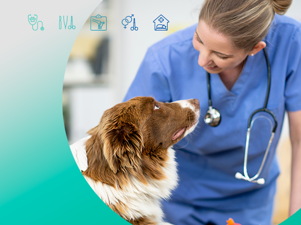 Hospital Veterinário seleciona estudantes para Aprimoramento Prático; saiba como participar
