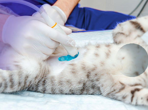 Ultrassonografia Abdominal em cães e gatos