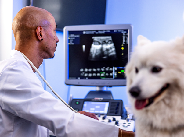 Radiologia aplicada na clínica médica em cães e gatos
