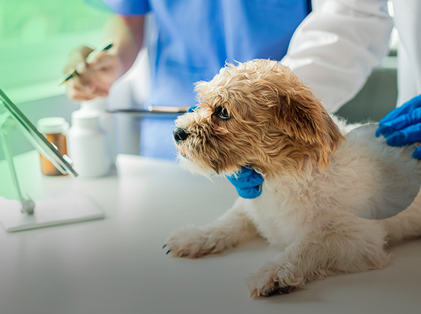 Curso Prático de Castração em Cães e Gatos