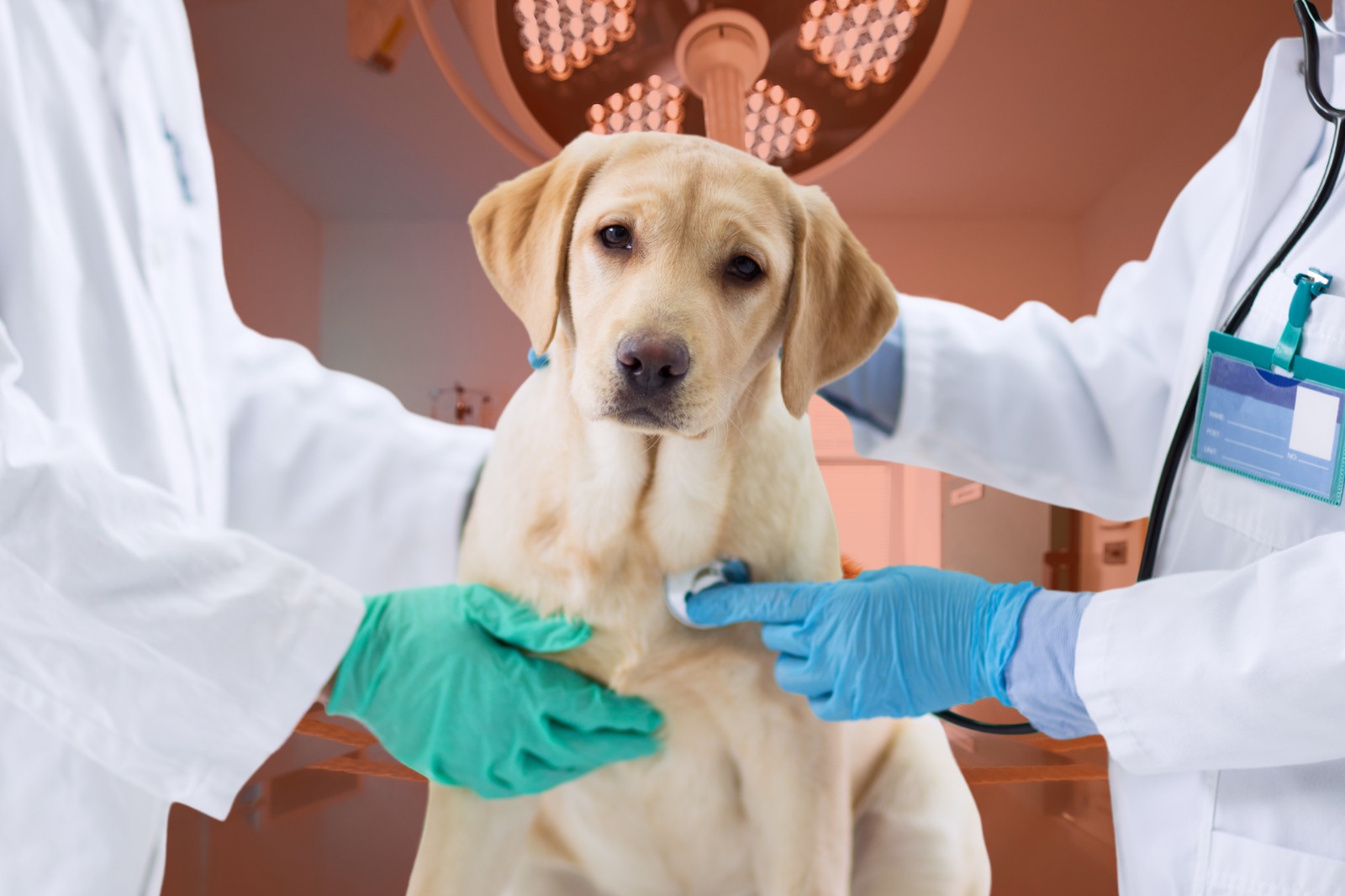 Curso de Práticas Ambulatoriais na Urgência e Emergência de Cães e Gatos