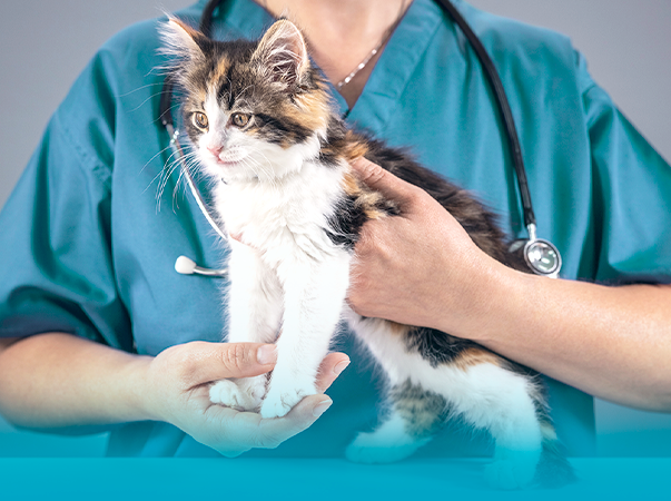 Unileão oferta curso prático de Rotina na Clínica de Pequenos Animais