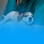 Unileão divulga resultado final da seleção para preceptores de Medicina Veterinária