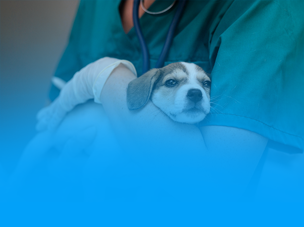 Unileão abre seleção para preceptorias em Patologia Clínica e Reprodução e Produção Animal