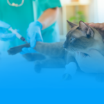 Unileão divulga resultado parcial da seleção para preceptores de Medicina Veterinária
